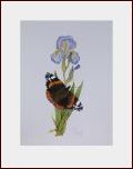 Red Admiral
                butterfly